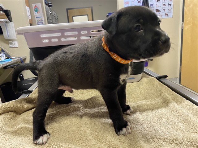 Ozzie, a Staffordshire Bull Terrier, available for adoption