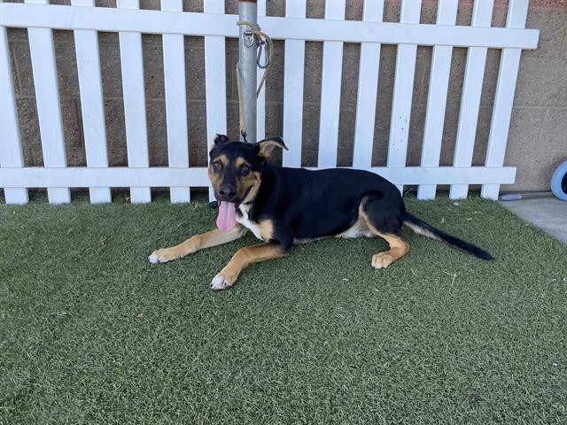 Gus, a German Shepherd, available for adoption