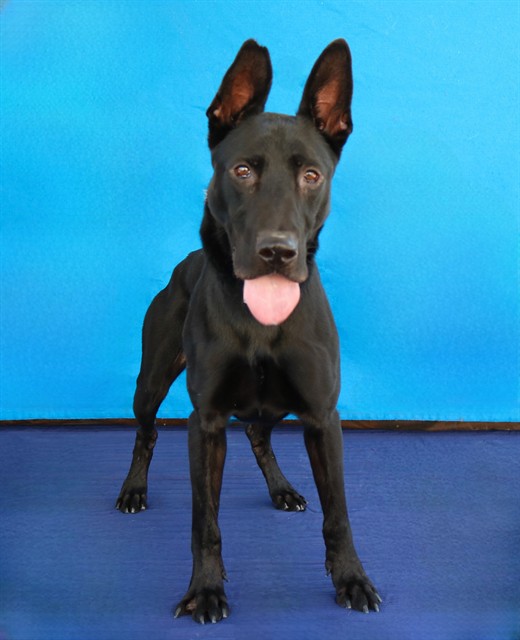 Milo, a German Shepherd, available for adoption