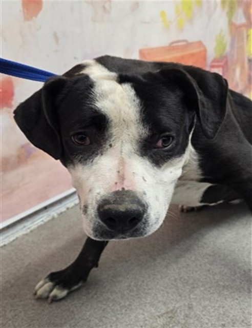 Pearl, a Pit Bull Terrier (mix breed), available for adoption