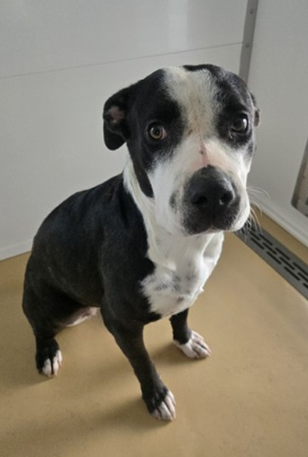 Adoptable pet photo