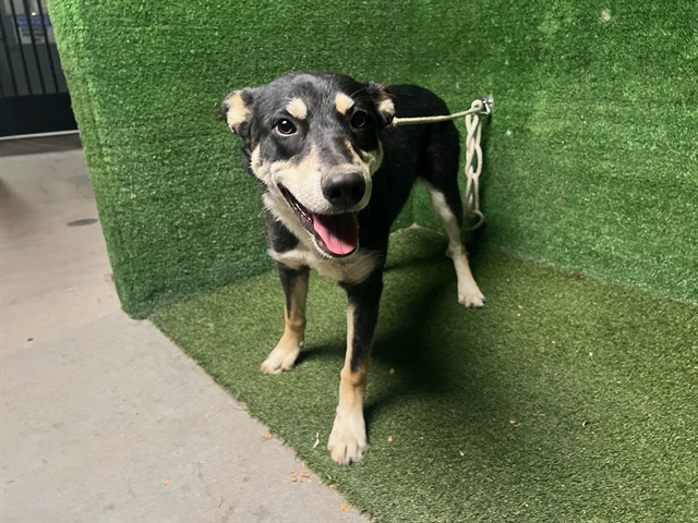 Curtis, a Siberian Husky, available for adoption