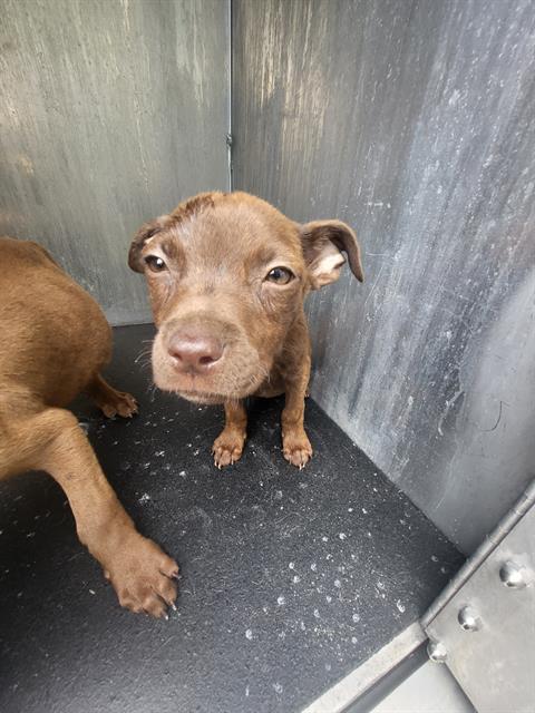 Muffin, a American Staffordshire Terrier (mix breed), available for adoption