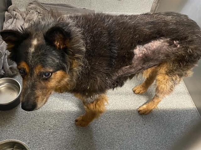 Blue, a Australian Cattle Dog/Blue Heeler, available for adoption