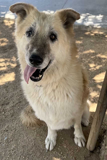 Precious, a German Shepherd, available for adoption