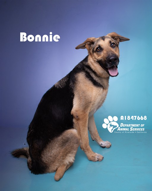 Bonnie, a Shepherd (mix breed), available for adoption