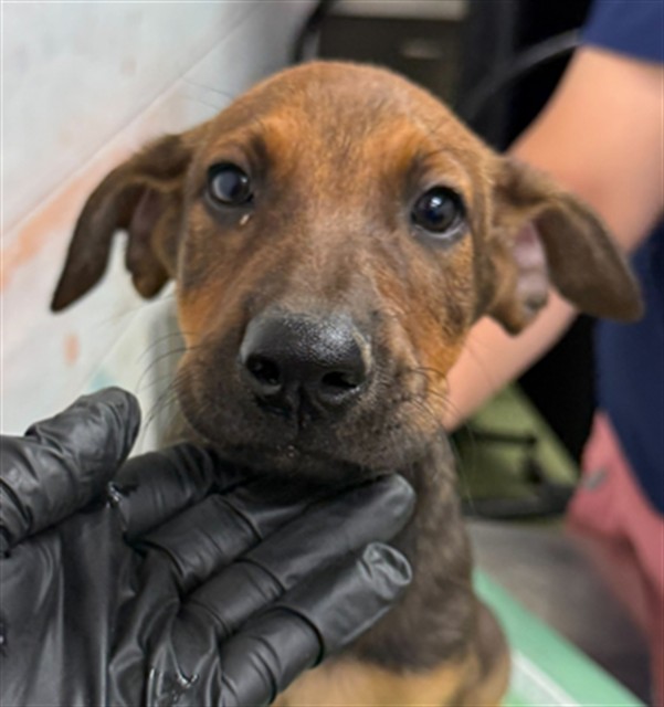 Adoptable pet photo