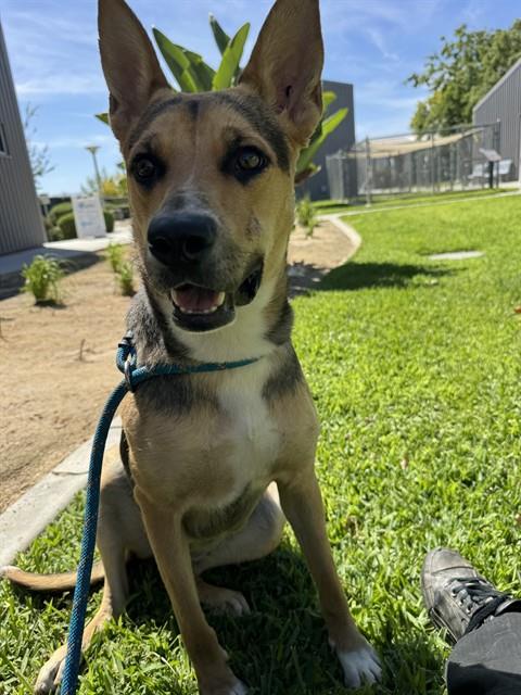 Adoptable pet photo