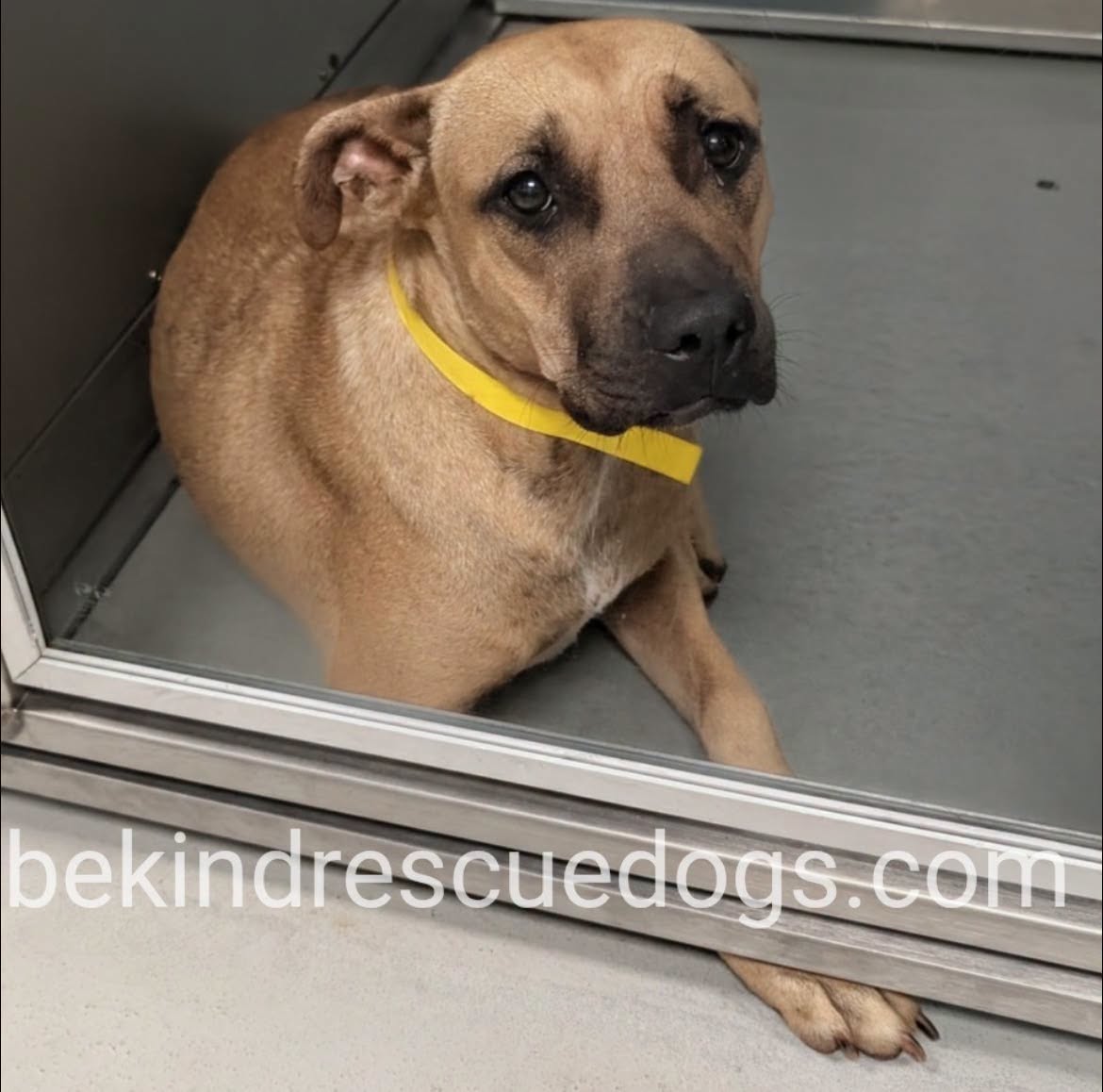 Adoptable pet photo