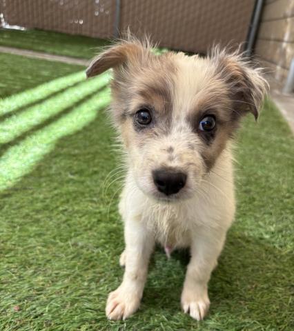 Adoptable pet photo