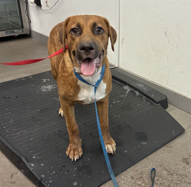 Adoptable pet photo
