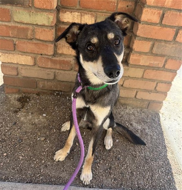 Adoptable pet photo