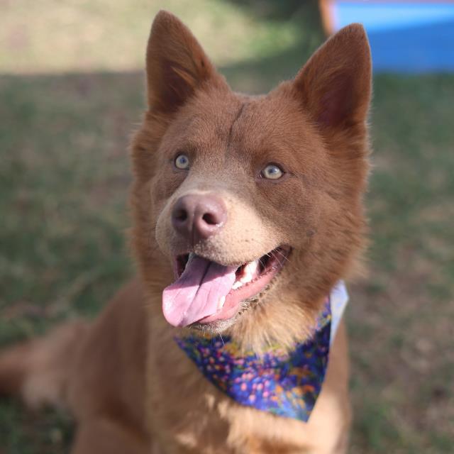 Adoptable pet photo