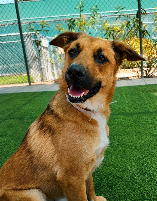 Falca, a Cattle Dog, available for adoption