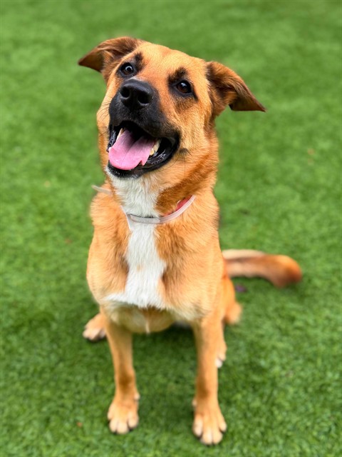 Falca, a Cattle Dog, available for adoption
