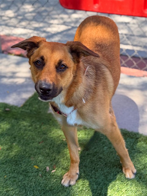 Adoptable pet photo