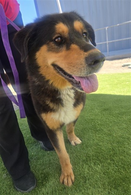 German Shepherd available for adoption