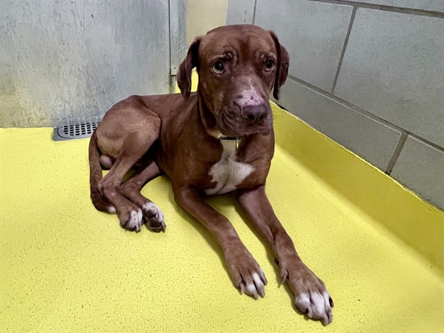 Frankie, a American Staffordshire Terrier (mix breed), available for adoption