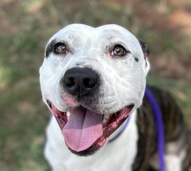 Nathan, a Pit Bull Terrier (mix breed), available for adoption