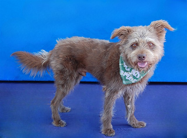 Arnold-Fozzy, a Terrier, available for adoption