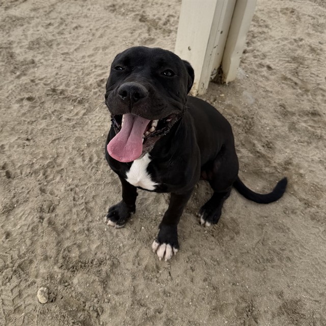 Billy, a Pit Bull Terrier, available for adoption