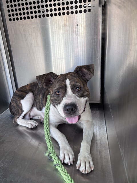 A479710, a Pit Bull Terrier (mix breed), available for adoption