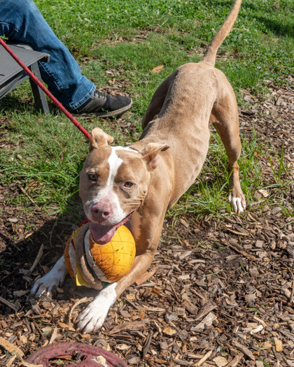 Jabrina, a American Staffordshire Terrier (mix breed), available for adoption