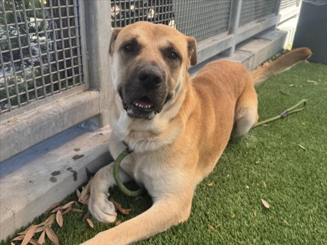Victory, a Anatolian Shepherd (mix breed), available for adoption