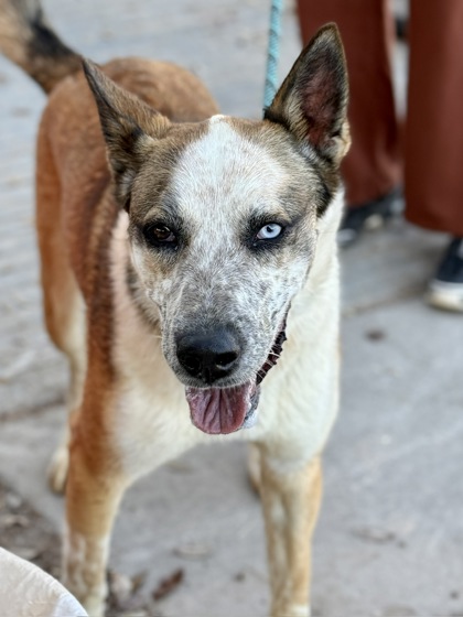 Sansa, a Australian Cattle Dog/Blue Heeler, available for adoption