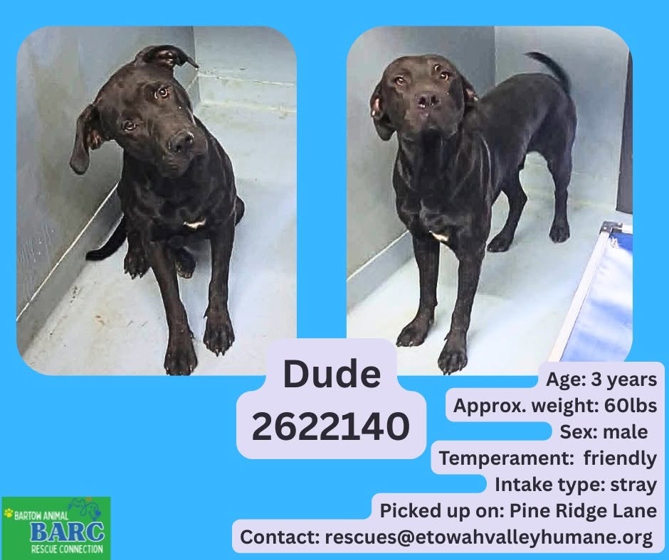 Dude, a Retriever, available for adoption