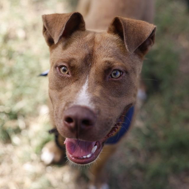 Teddy, a Retriever (mix breed), available for adoption