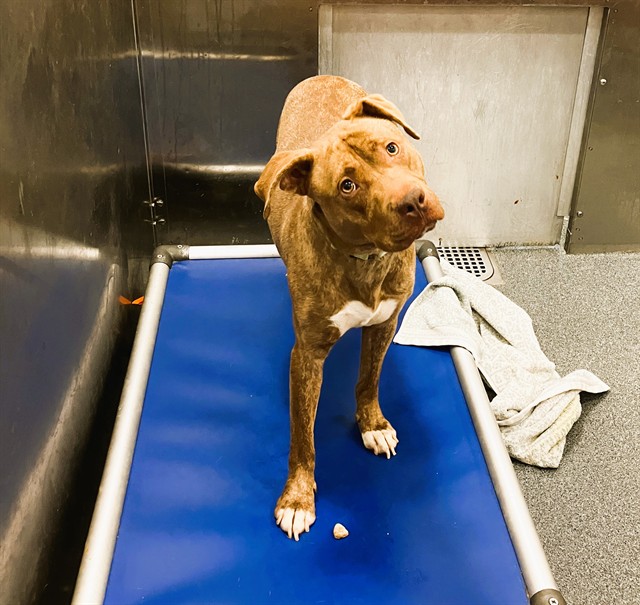 Hercules, a Pit Bull Terrier (mix breed), available for adoption