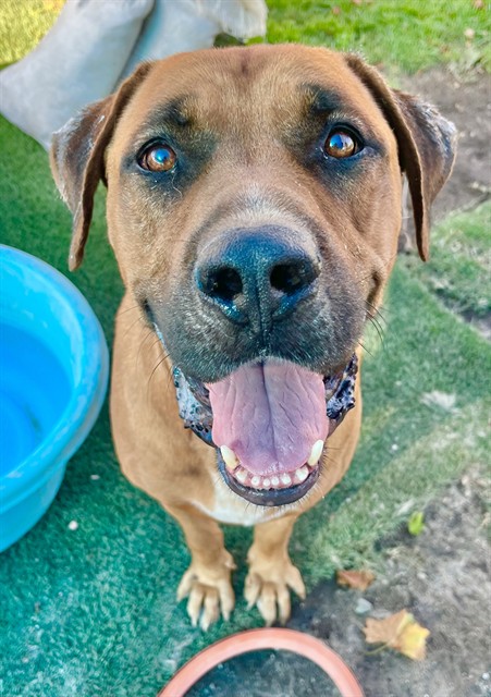 Hank, a Mastiff (mix breed), available for adoption