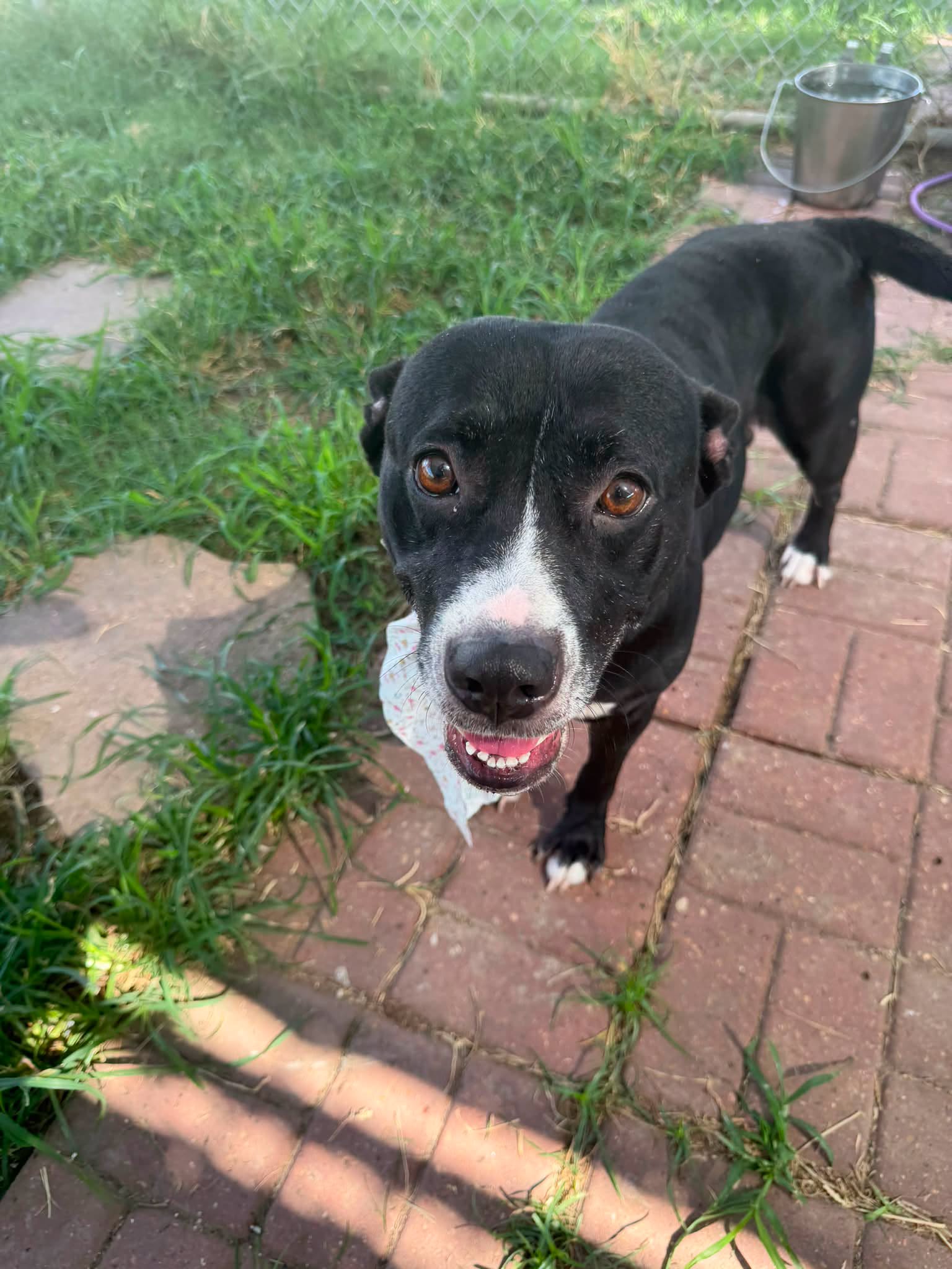 Lisa Dede, a Staffordshire Bull Terrier (mix breed), available for adoption