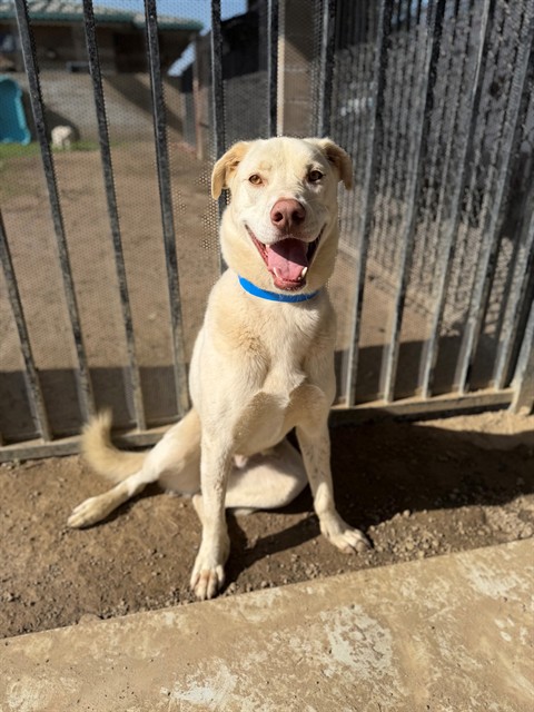 Milo, a Labrador Retriever (mix breed), available for adoption