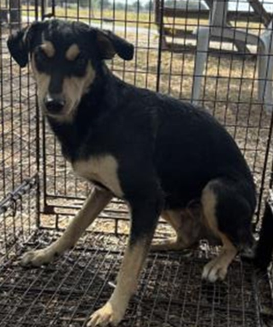 A035016, a German Pinscher (mix breed), available for adoption