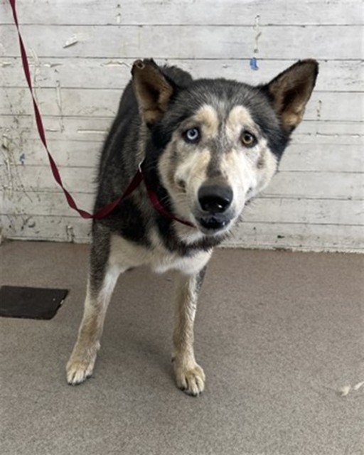Lobo, a Siberian Husky, available for adoption