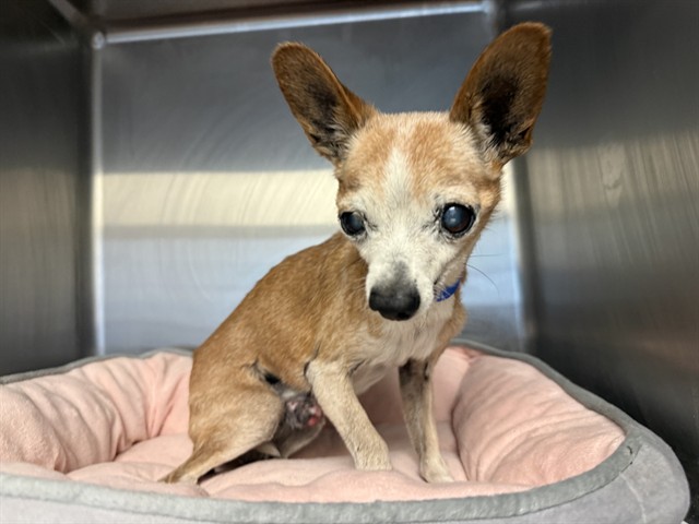 A5799302, a Chihuahua, available for adoption