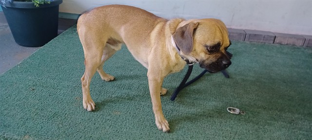 A5798396, a Pug, available for adoption