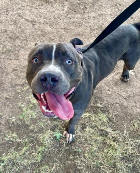 Hugo, a Pit Bull Terrier, available for adoption