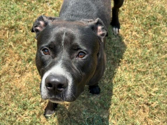 Marco, a Pit Bull Terrier (mix breed), available for adoption