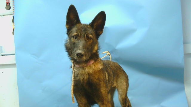 A5798935, a Belgian Shepherd Malinois, available for adoption
