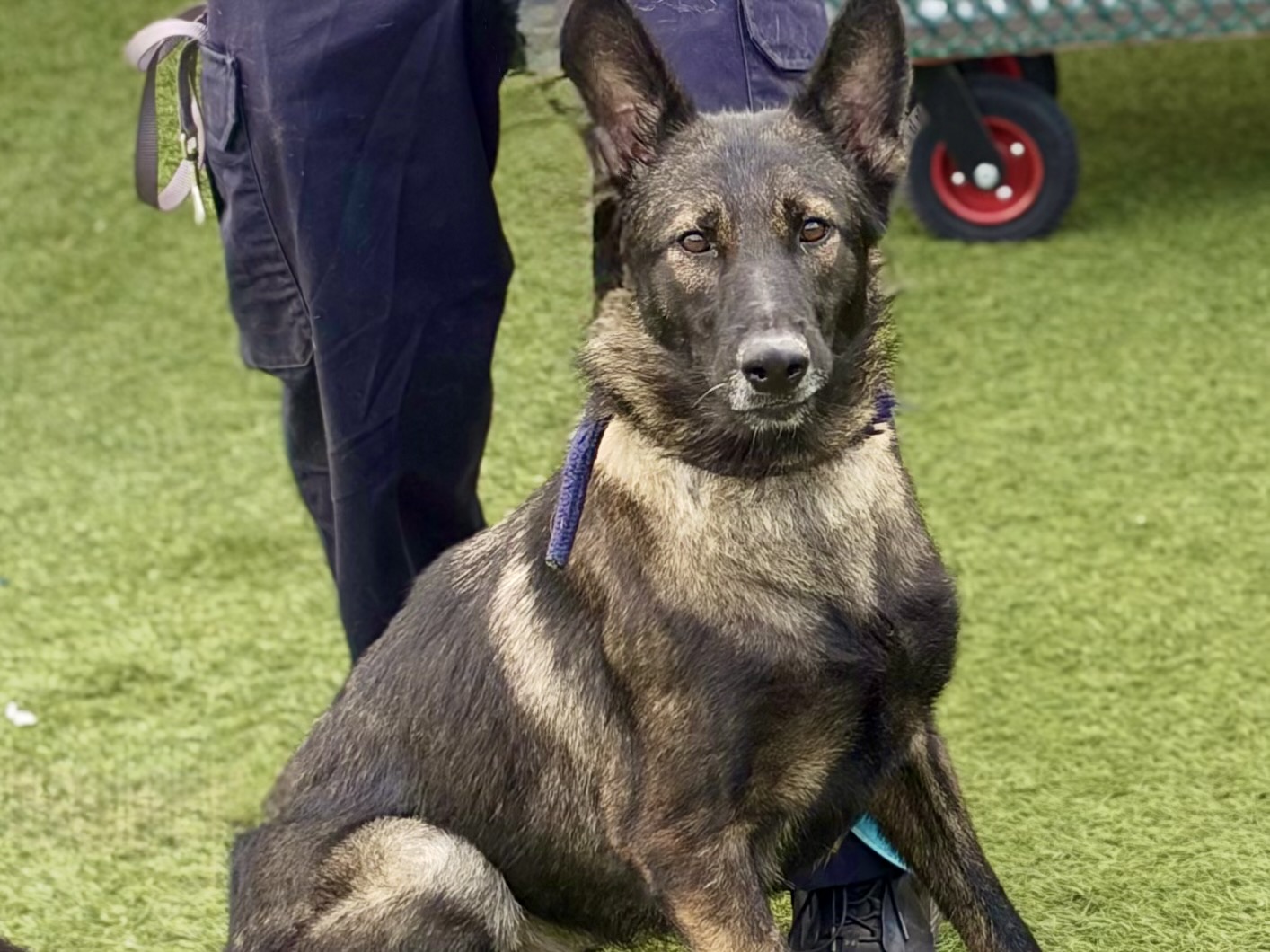 Xena, a Belgian Shepherd Malinois, available for adoption