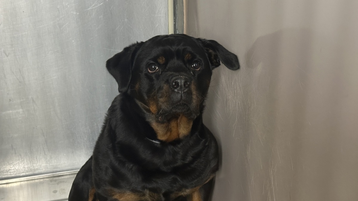 Other Photos of thie Dog