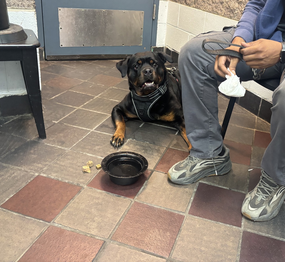Other Photos of thie Dog