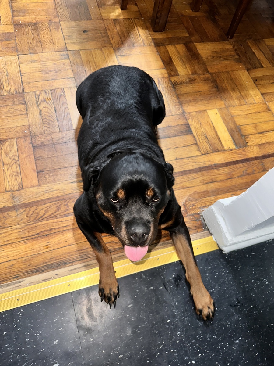 Other Photos of thie Dog
