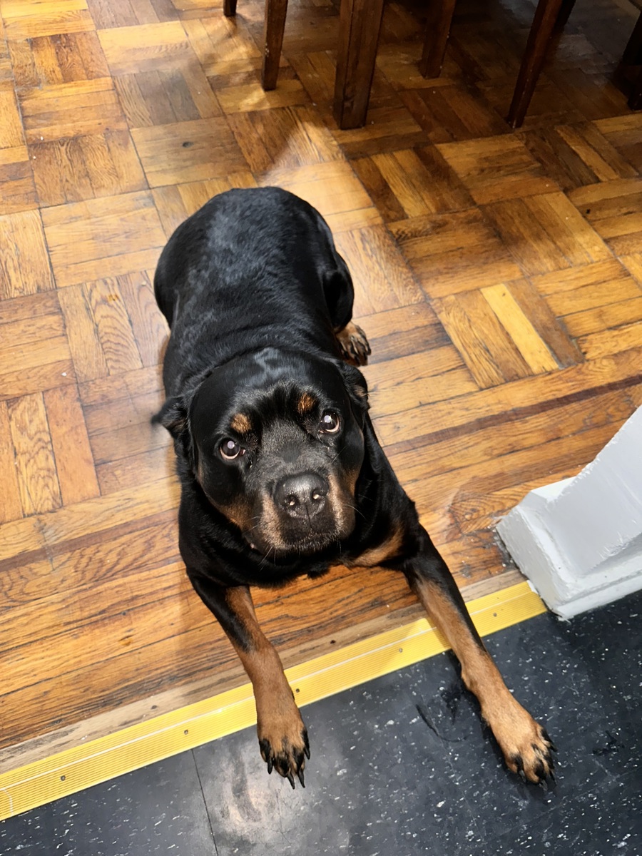 Other Photos of thie Dog