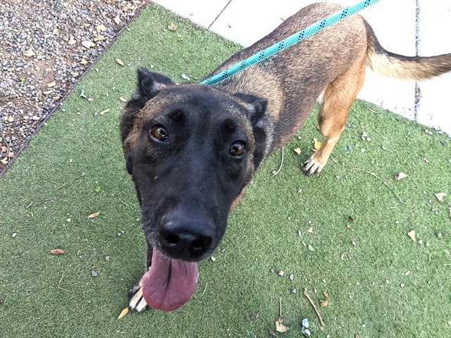 Rose, a Belgian Shepherd Malinois (mix breed), available for adoption