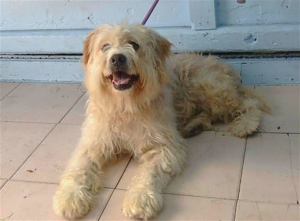 Nala, a Terrier, available for adoption