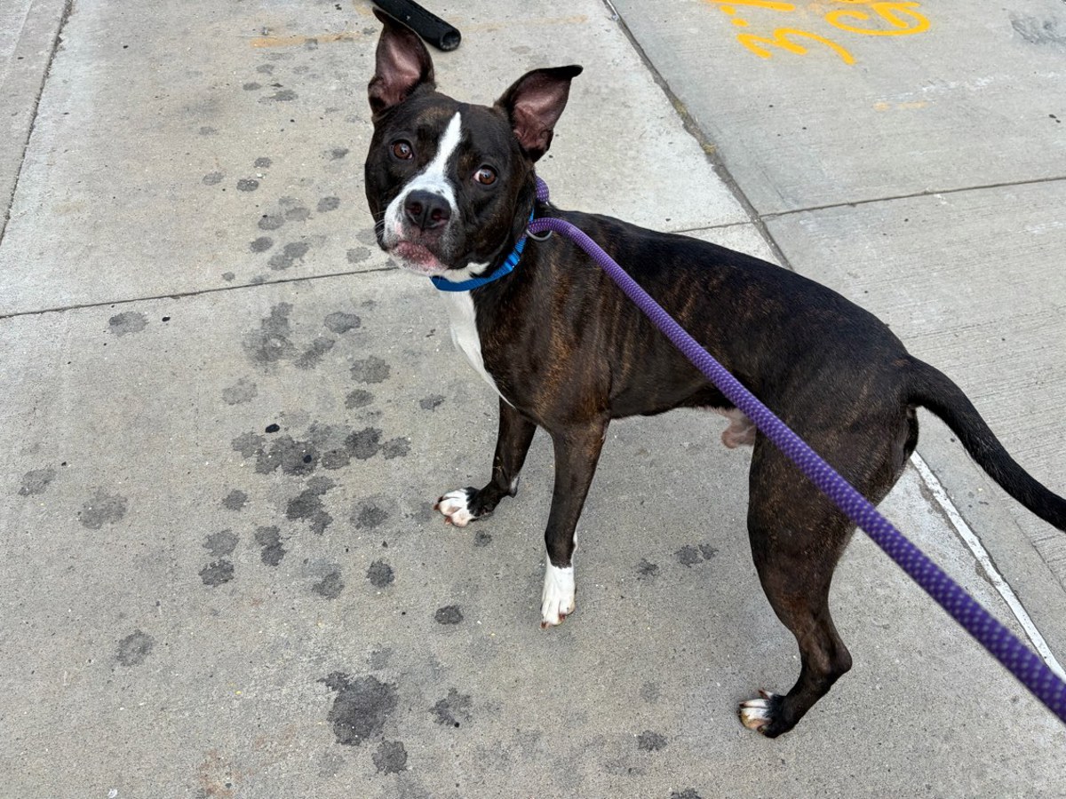 Other Photos of thie Dog
